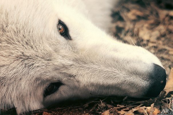 Можно закрыть глаза на то, что видишь, но нельзя закрыть сердце на то, что чувствуешь.