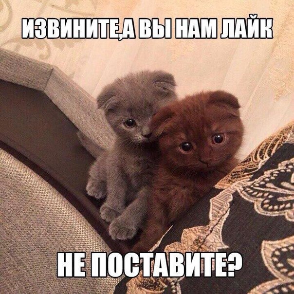 Поставьте котейкам  ❤